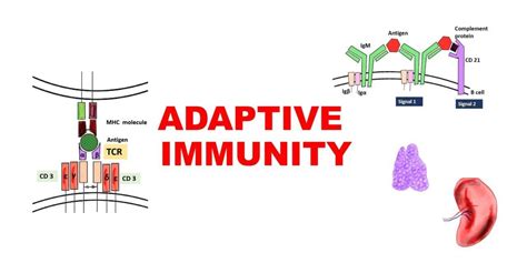 Image result for Two Types of Adaptive Immunity
