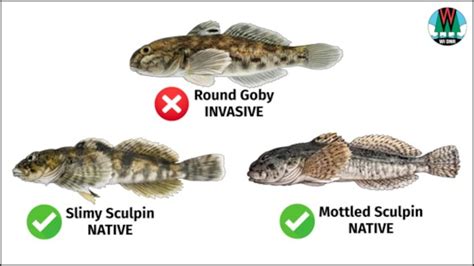 Wisconsin DNR asking anglers to watch for invasive Round Goby in ...
