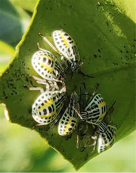 ICAR - Insect