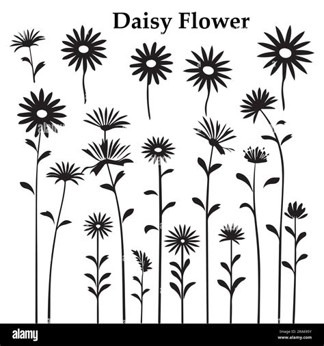 A set of Silhouette Daisy Flower vector illustration Stock Vector Image & Art - Alamy