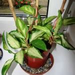 Hoya carnosa