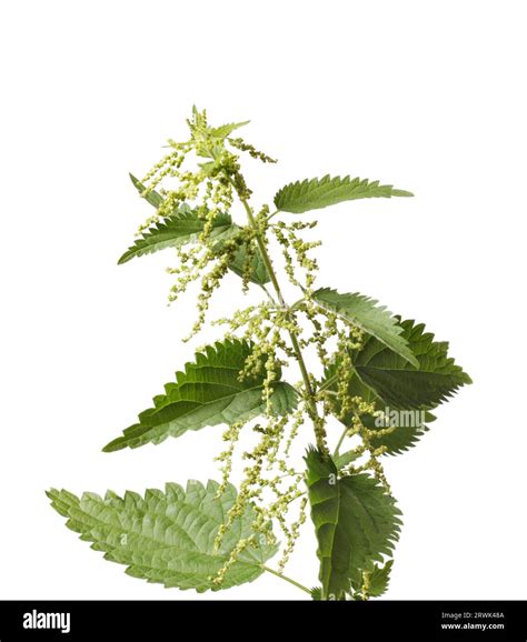 Stinging nettle (Urtica dioica) or common nettle, is a herbaceous ...