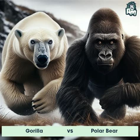 Image result for Gorilla Vs Python Fight
