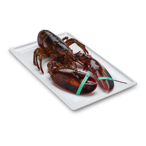 2 LB Maine Live Lobster | Klenda Seafood Inc.