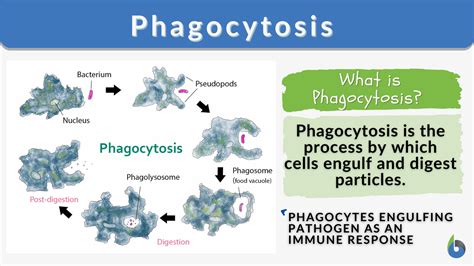 Phagocytosis - Definition and Examples - Biology Online Dictionary
