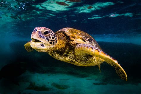 Green Sea Turtle Facts: Habitat, Diet, Conservation, & More