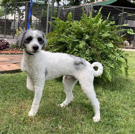 Craigslist Huntsville Al Dogs at Walter Mcglothlin blog