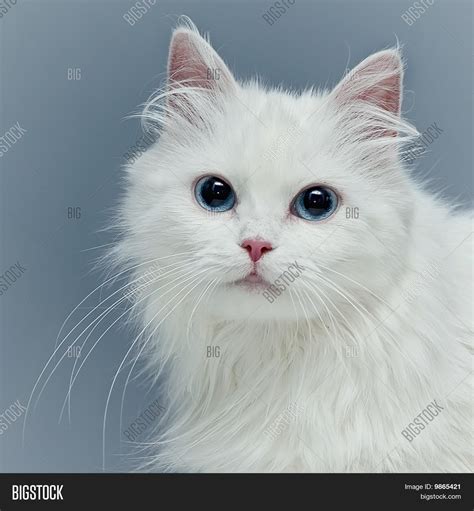 White Fluffy Cat With Blue Eyes