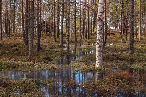 Swamp 的图像结果