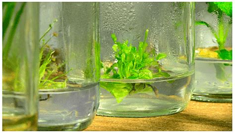 Somaclonal Variation and its Applications - Botany Optional for UPSC ...