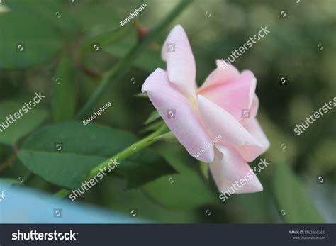 Image result for Flower Side View