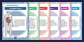 Human Body Poster Printable - KS2 (teacher made) - Twinkl