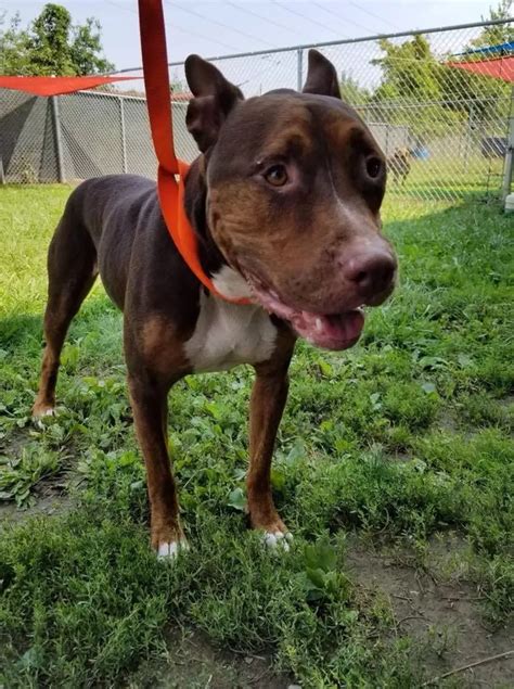 The Lorain County Dog Kennel is Full, So Bring These Pups Home Now ...