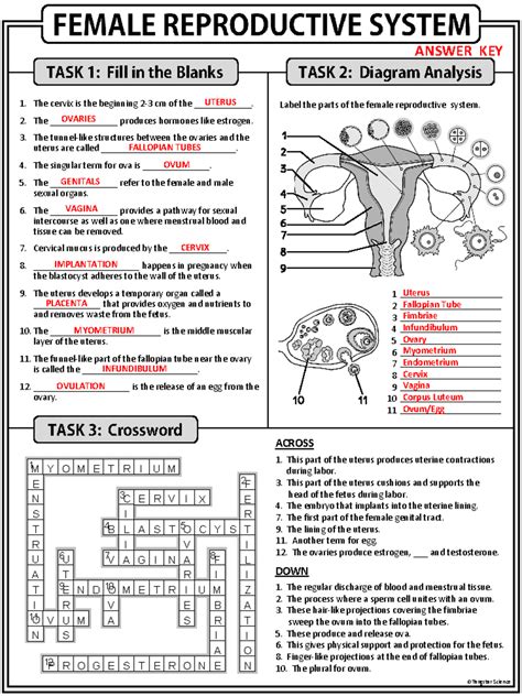 Image result for Male Reproductive System Worksheet