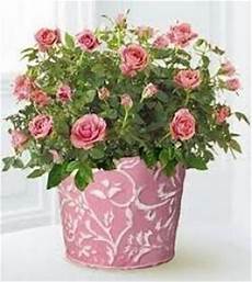 roselline in vaso roselline roselline in vaso roselline