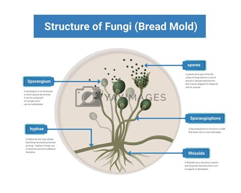 Mold Inspector 的图像结果