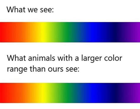 How Animals See Color 的图像结果