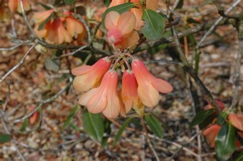 Rhododendron (Cinnabarinum Group) 'Conroy' - Rododendron | Belmonte ...