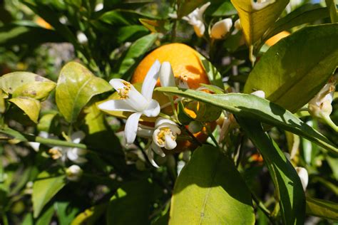 What Does Neroli Smell Like? – Nomad Noé - what is the smell of neroli