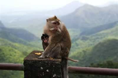 Book Chamarel Waterfall Mauritius Tours, Tickets & Packages Online