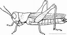 malvorlagen insekten zum ausdrucken ausmalbilder insekten 01 ausmalen ausmalbilder und insekten malvorlagen insekten zum ausdrucken ausmalbilder insekten 01 ausmalen ausmalbilder und insekten