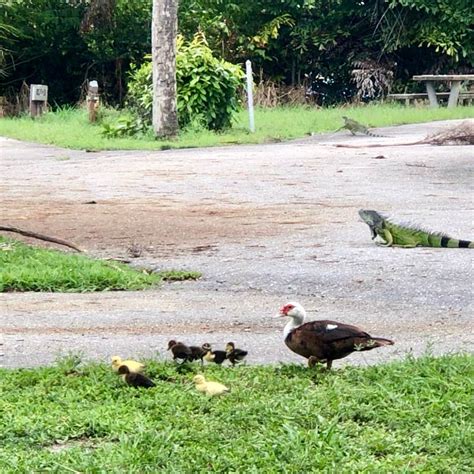 John Prince Park Campground Camping | The Dyrt