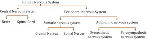 Vertebrate Nervous System| Structure, Types & Functions Explained