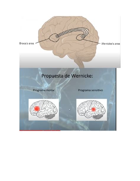 Afasia DE Broca Y Wernicke - Neurofisiologia - Studocu