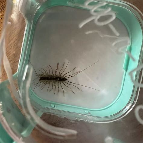 Cup-a-Bug! | Huge thanks to Shark Tank for re-airing my pitch tonight at 8PM ET/PT on ABC! To ...