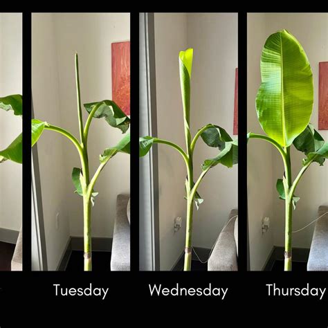 Image result for Blue Java Banana Tree