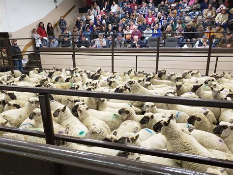 Waverly Sale Barn Sheep at Michael Schiller blog