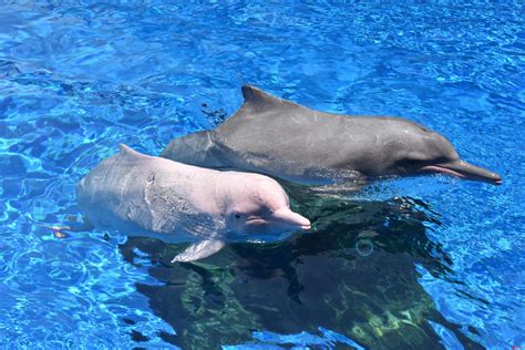 研究揭示广西三娘湾及其毗邻海域中华白海豚正经历快速种群衰退----深海科学与工程研究所