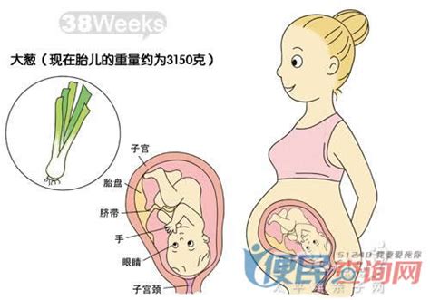 怀孕第38周准妈妈保健需知 - 怀孕第38周天胎儿发育图 - 怀孕第38周要吃什么 - 怀孕第38周注意什么 - 怀孕第38周介绍