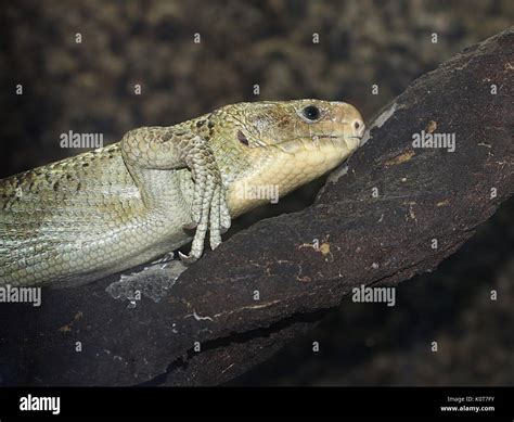 Solomon Islands skink (Corucia zebrata), a.k.a. prehensile-tailed skink ...