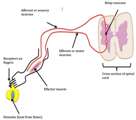 Image result for Reflex Arc Example