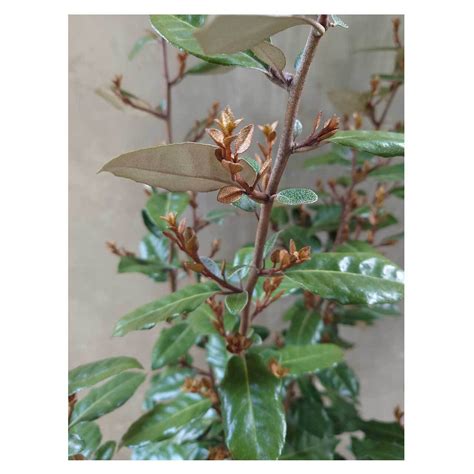Elaeagnus 'Compacta' | Seeding