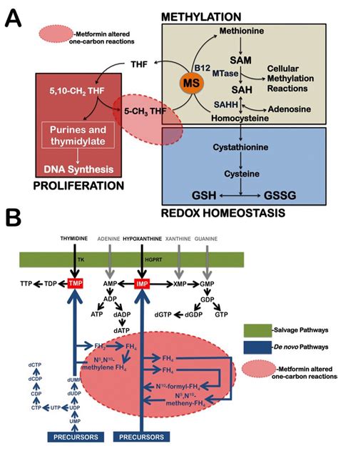 Image result for Purine Synthesis Folate