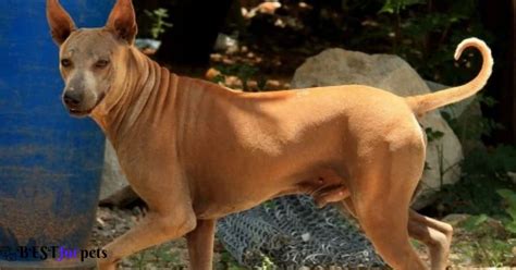 Jonangi Dog Price In India (Jan 2024) - Best For Pets