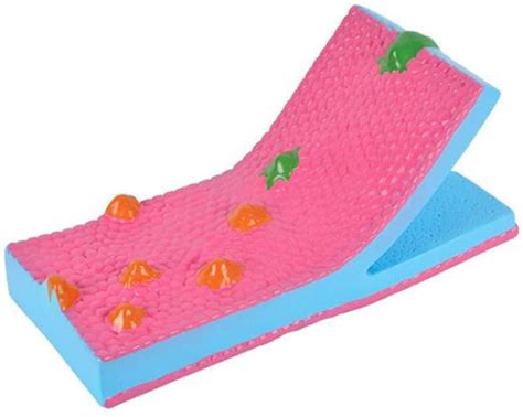 Buy Study Model Cell Membrane Mosaic Model - Model of Cell Membrane ...