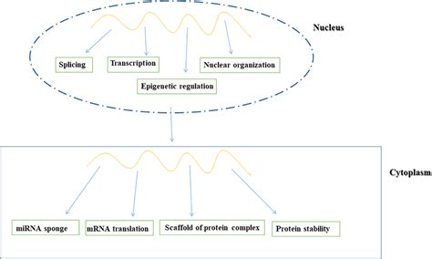 Image result for Non-Coding RNA Function
