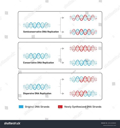 Conservative DNA Replication Model 的图像结果