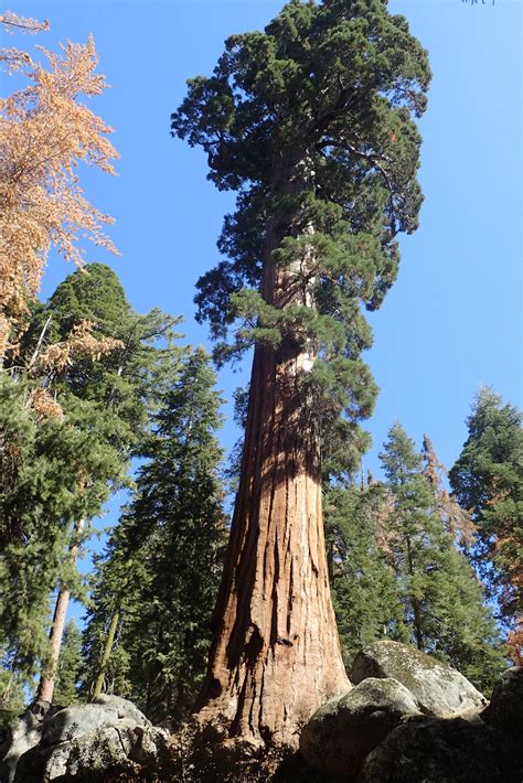 Giant Redwood Seeds | Sequoiadendron giganteum | SG Trees
