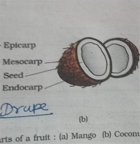 Guys I am really very confused. This picture is from NCERT class 11th ...