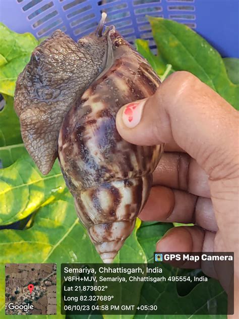 Giant African Snails in CUBE Labs - CUBE chat - ChatShaala