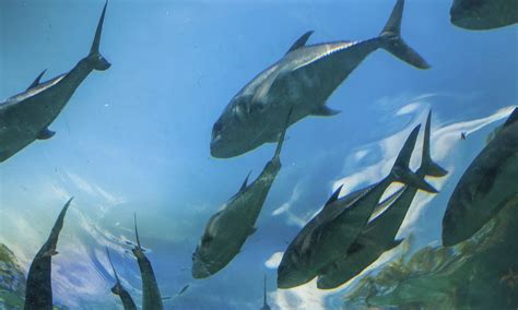 3- or 4 -Night Carnival Cruise Line to Bahamas with Weekender Breaks in ...