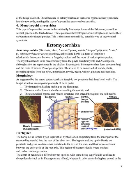 Mycorrhiza.docx
