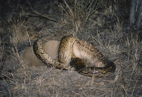Rock Python 的图像结果