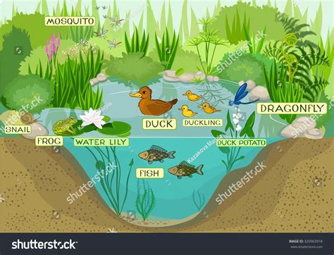 Freshwater Ecosystems Animals