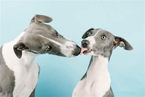 Unleash the Speed: What is a Whippet and Its Distinct Traits