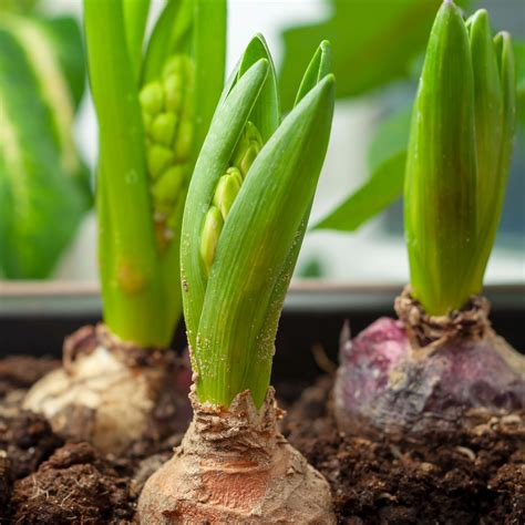 How to plant hyacinth bulbs the right way for bright blooms | Ideal Home